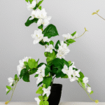 Plante blanche