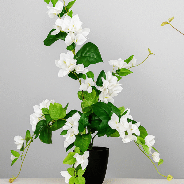 Plante blanche