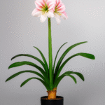 Plante en pot Amaryllis rose