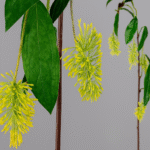 Plantes Rama florecillas verdes