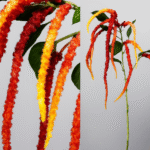 Plantes Amaranthus coral