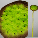 ROSES HOJA LOTUS REAL TOUCH