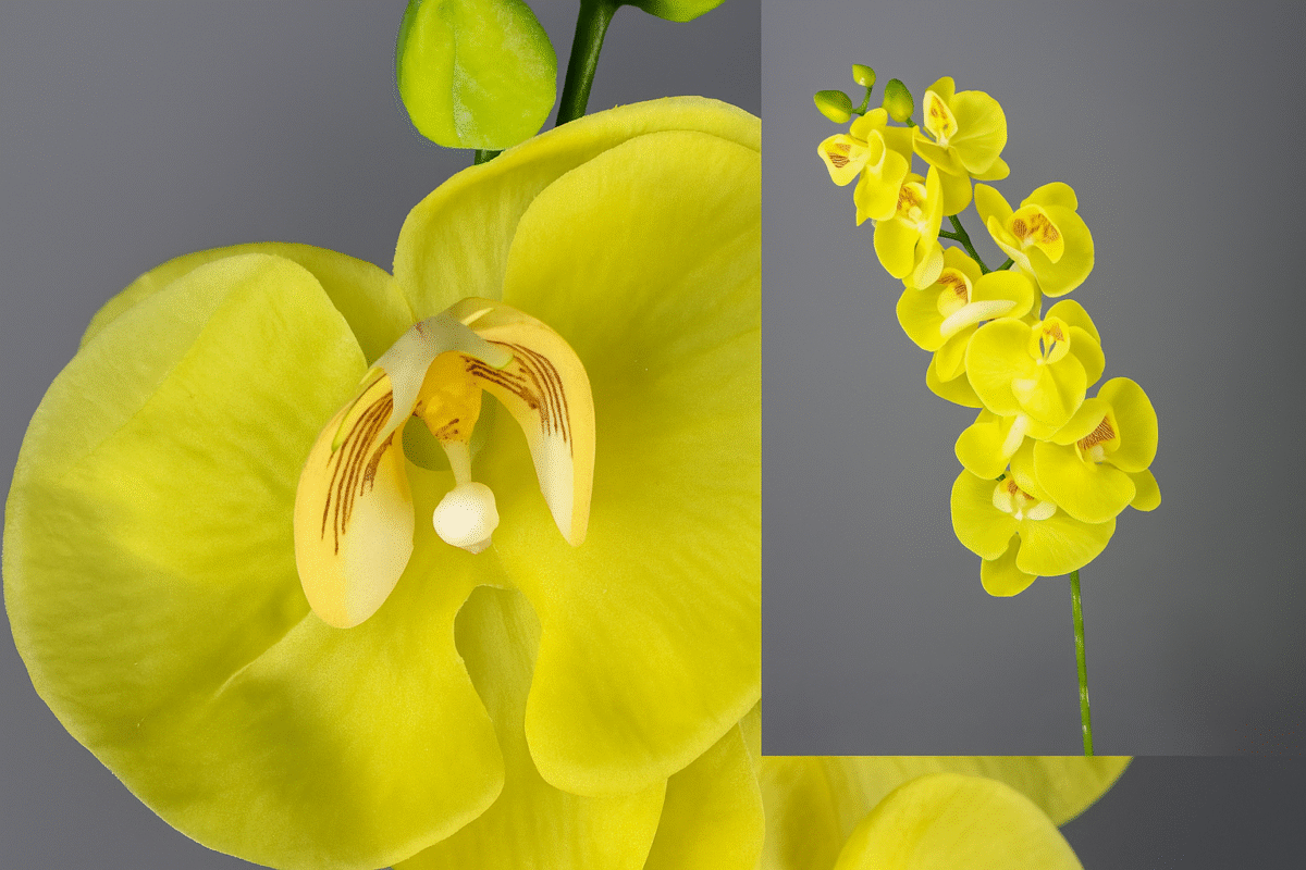 PLANTES JAUNE – Image 1