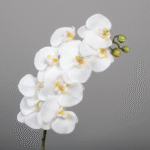 Orchidée Phalaenopsis blanche