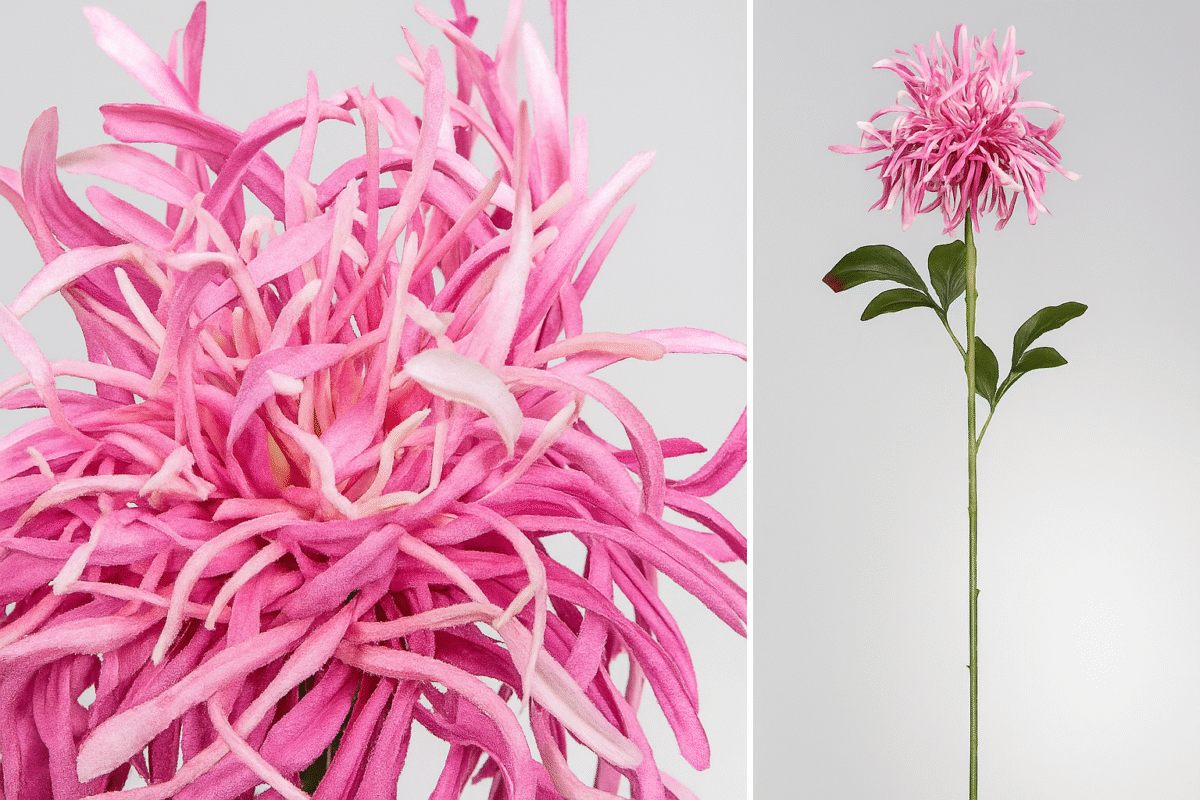 Fleur de type chrysanthème araignée – Image 1