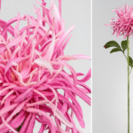 Fleur de type chrysanthème araignée