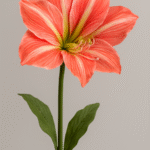 Amaryllis Coral artificielle