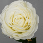 Rose blanche ivoire
