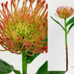 Rose Protea Caldera artificielle