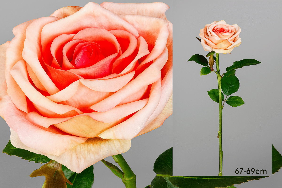 Rose salmón artificielle – Image 1