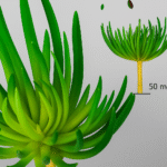Plante Grasa artificielle