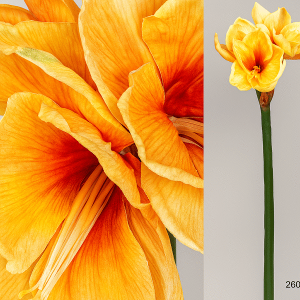 Plante artificielle Amaryllis orange