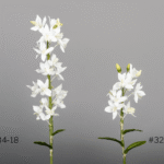 Orchidée Cycnoches blanche