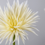 Plante artificielle blanche Tricholepis