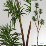 Rama Crasa artificielle