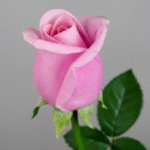 Rose Capullo lila artificielle