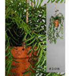 Plante Esparraguera artificielle