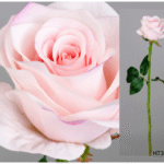 rose artificielle Victoria