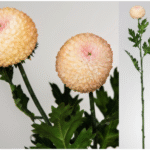 rose artificielle Pomme Borisbecker