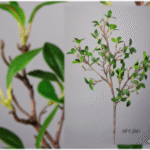 Rama arbusto artificielle