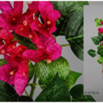 Buganvilla à fleurs rouge