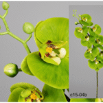 Plante Orchidée verte artificielle