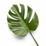 Feuille artificielle Hoja Philo