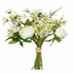 Touffe de rose blanche