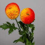 Rose Pommes Boris Becker artificielle