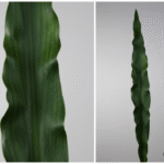 Feuille artificielle Hoja Splenium