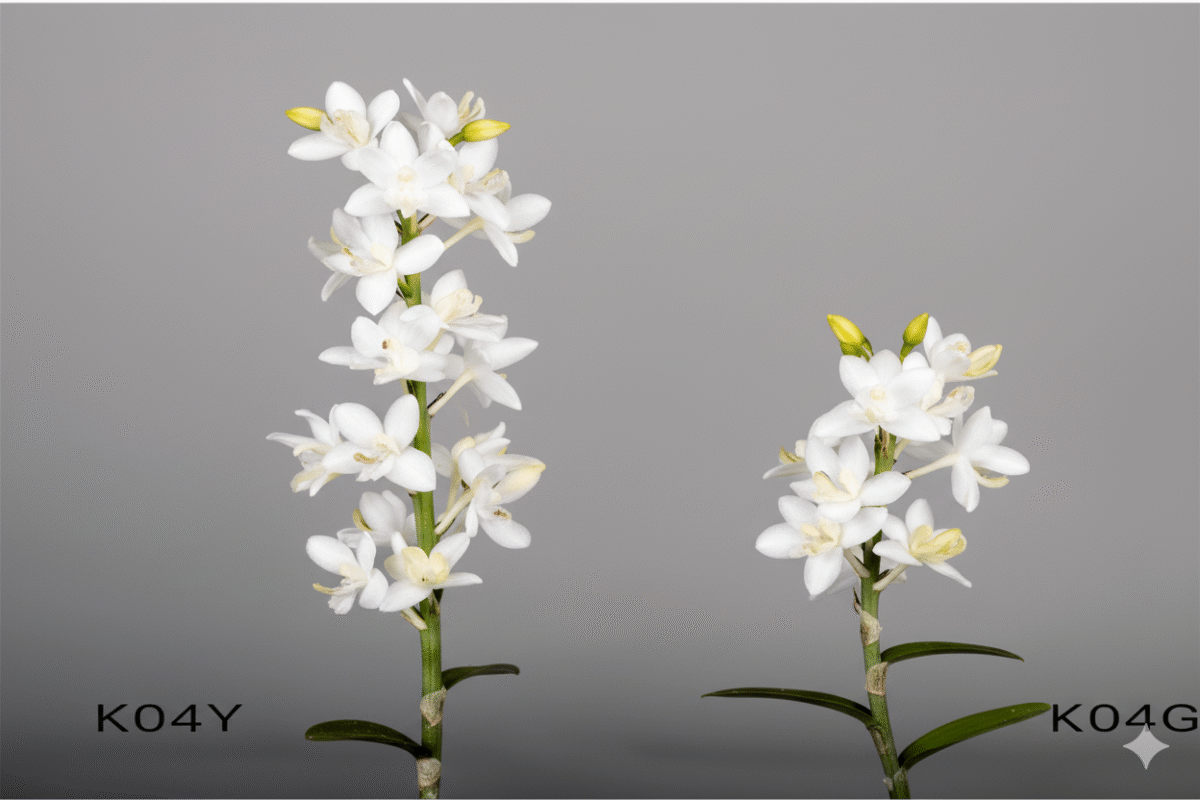 Plante artificielle Orquídea blanca – Image 1