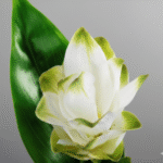 Rose Ginger blanco artificielle