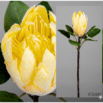 Plante Protea Amarilla