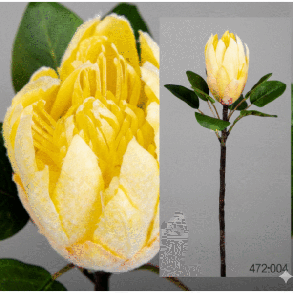 Plante Protea Amarilla