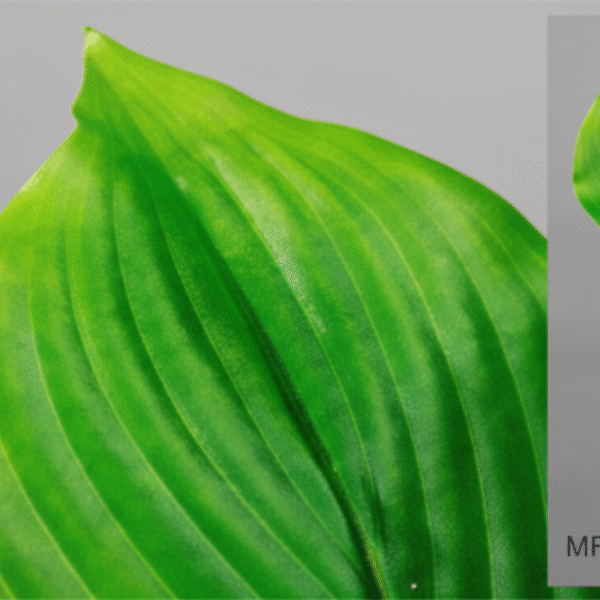 Feuille de plante artificielle